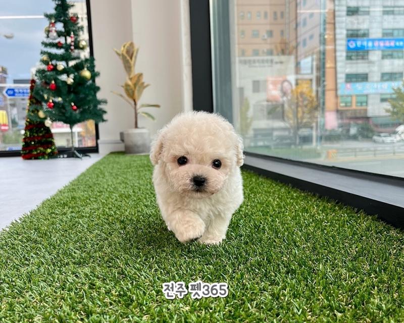 토이크림푸들 (달콩이)