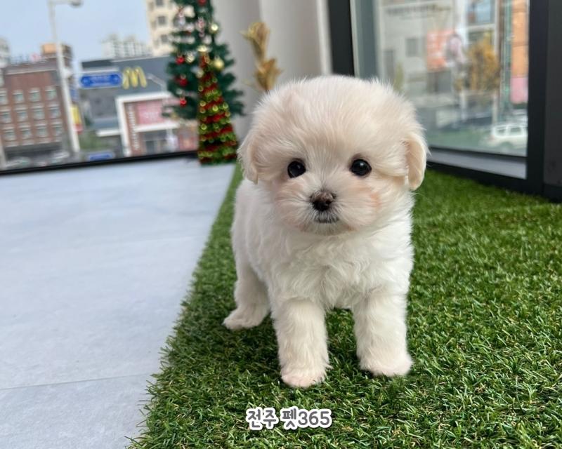 말티푸 (사탕이)