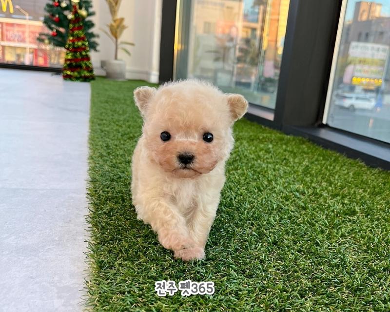 토이크림푸들 (아톰)