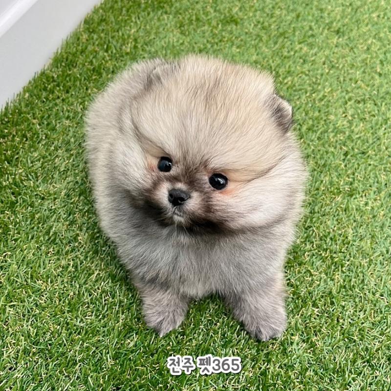 포메라니안 (짜장이)