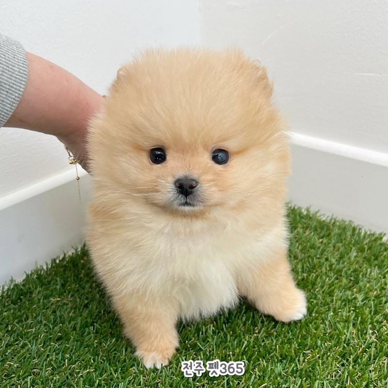 포메라니안 (자몽이)