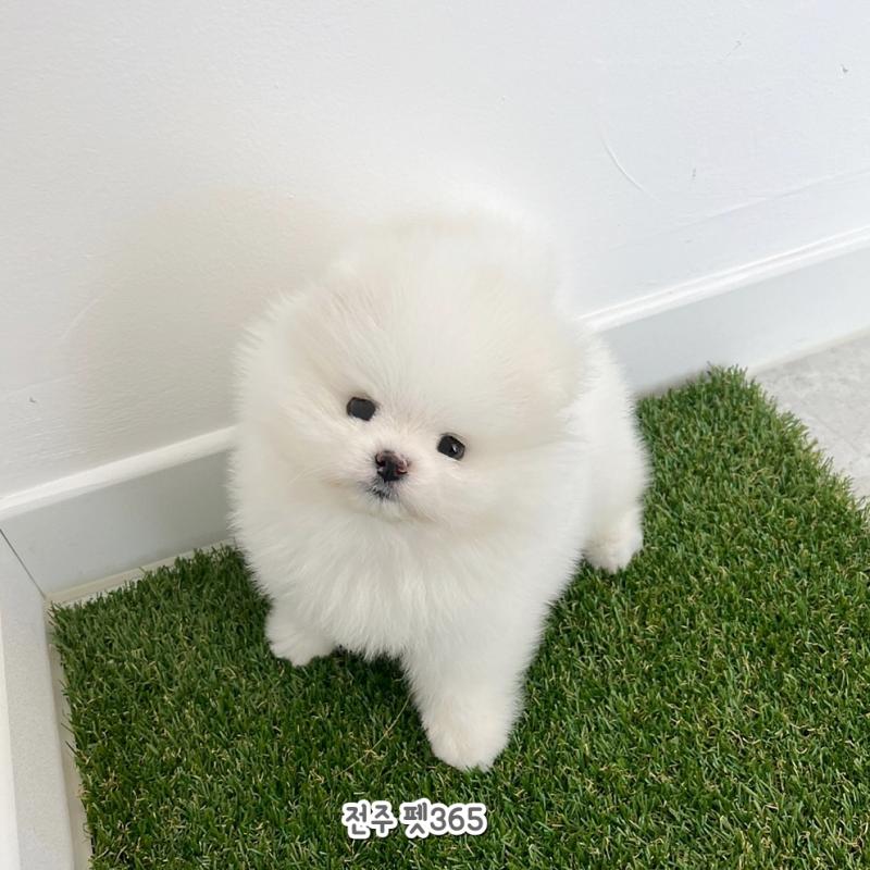 포메라니안 (삐약이)