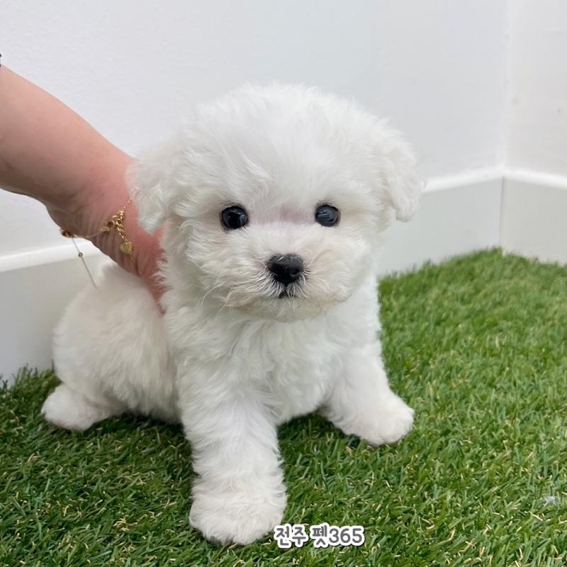 미니비숑프리제 (겨울이)