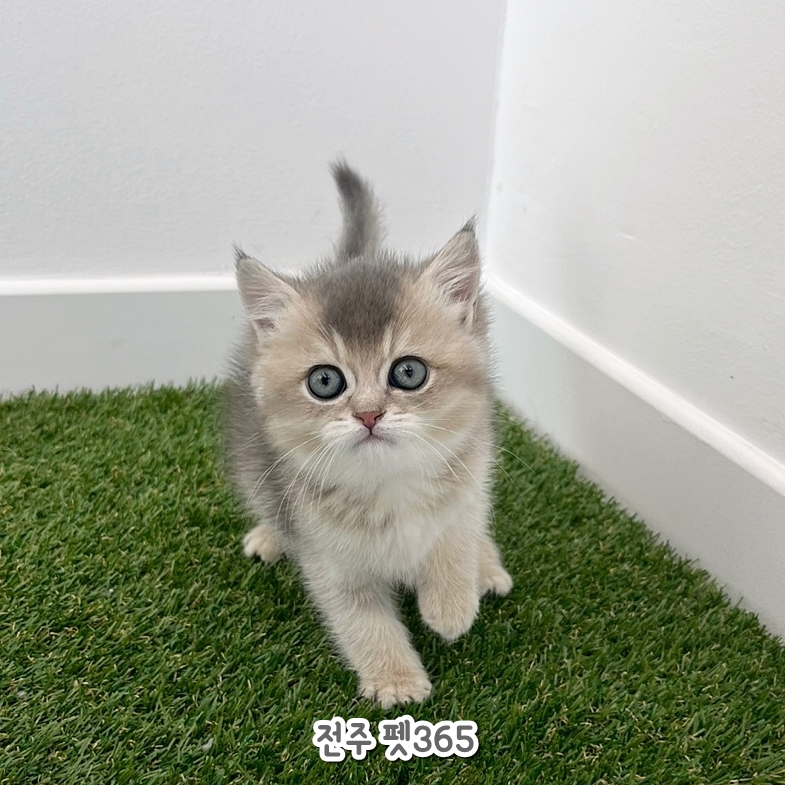 브리티쉬숏헤어 (모카)