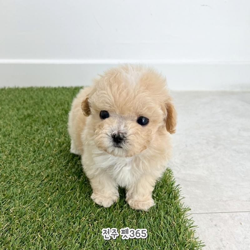 말티푸 (러비)
