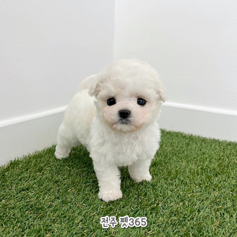 미니비숑프리제 (소리)
