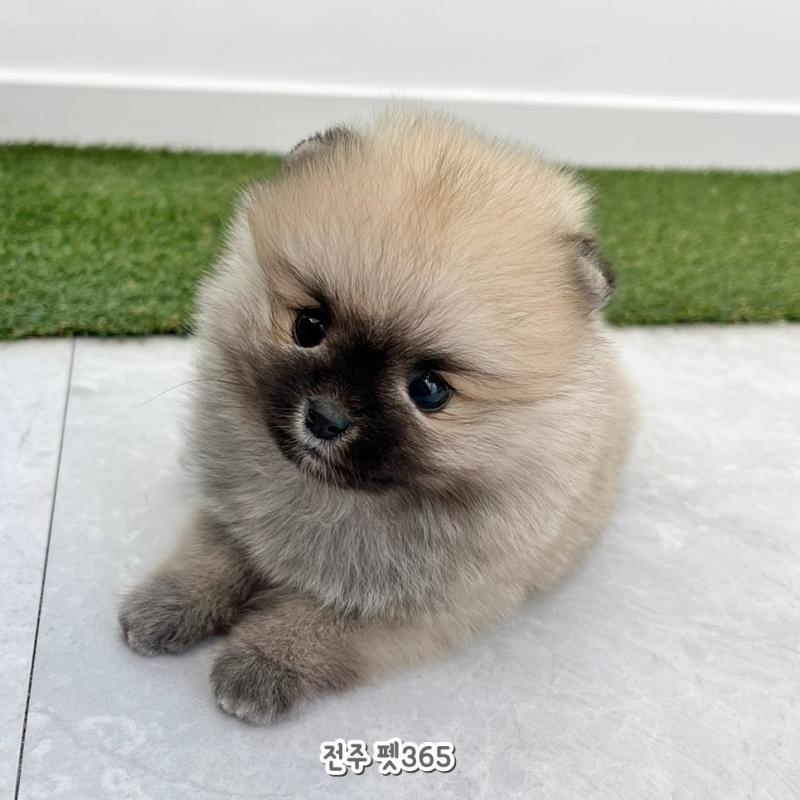 포메라니안 (쿠키)