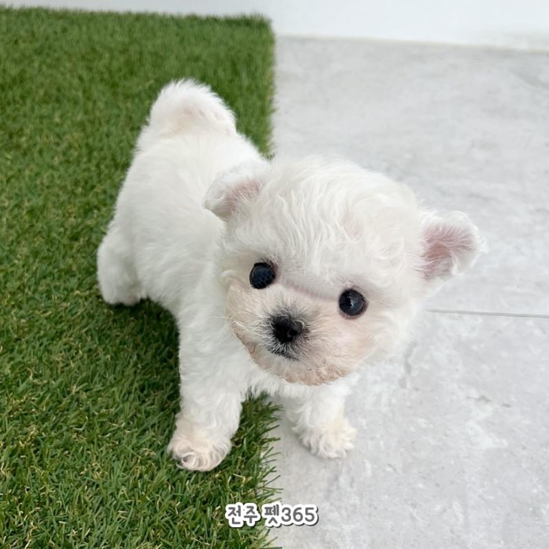 미니비숑프리제 (다롬이)
