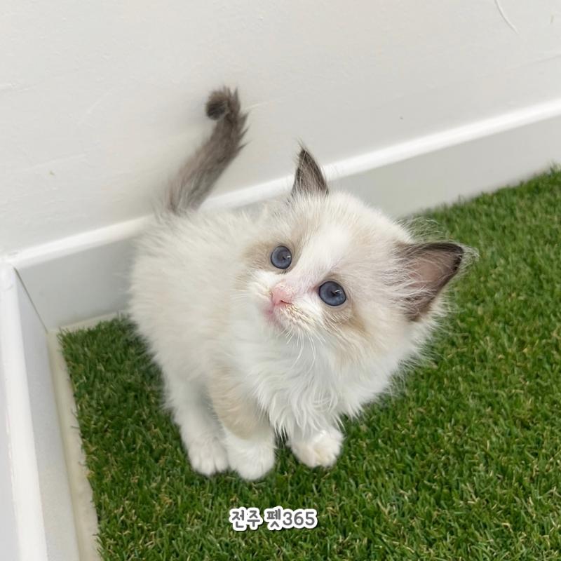 랙돌 (빛나)