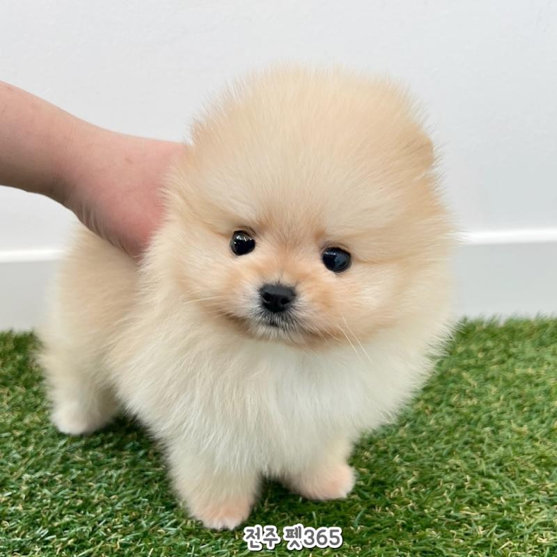 포메라니안 (햇살이)