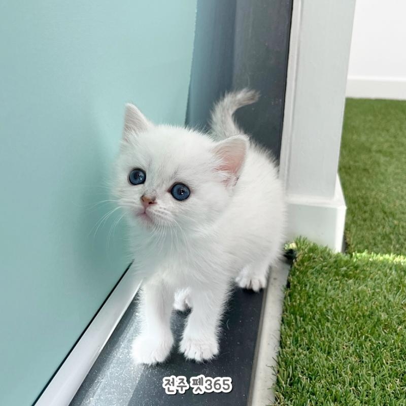 브리티쉬숏헤어 (루나)
