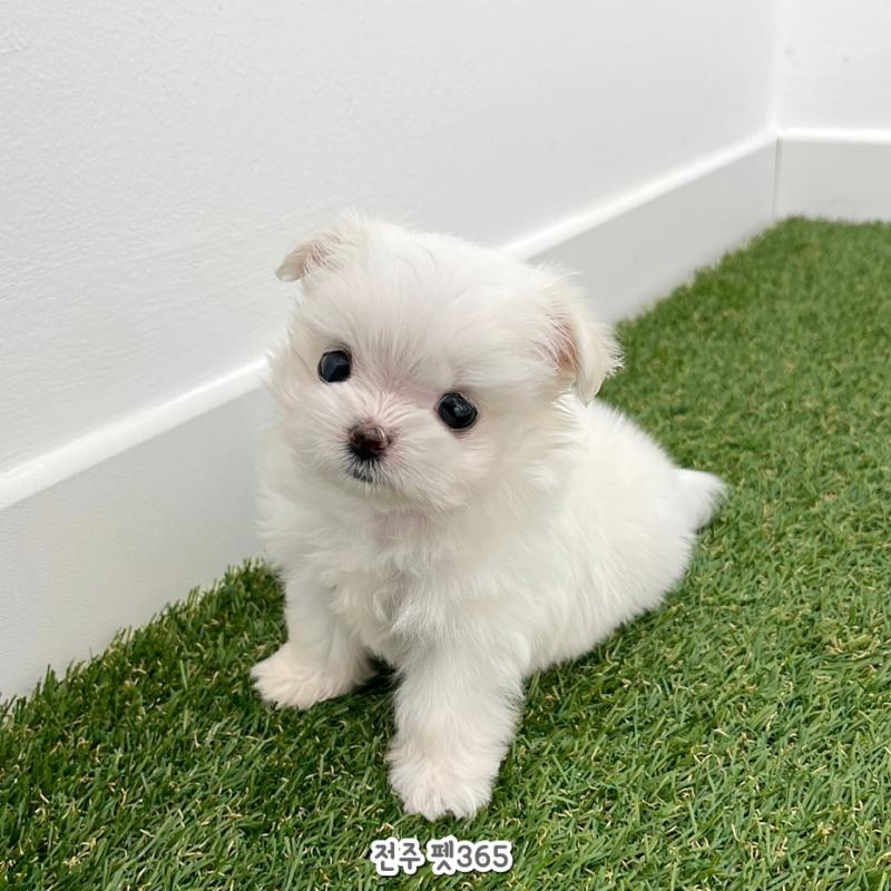 말티즈（초롱이）