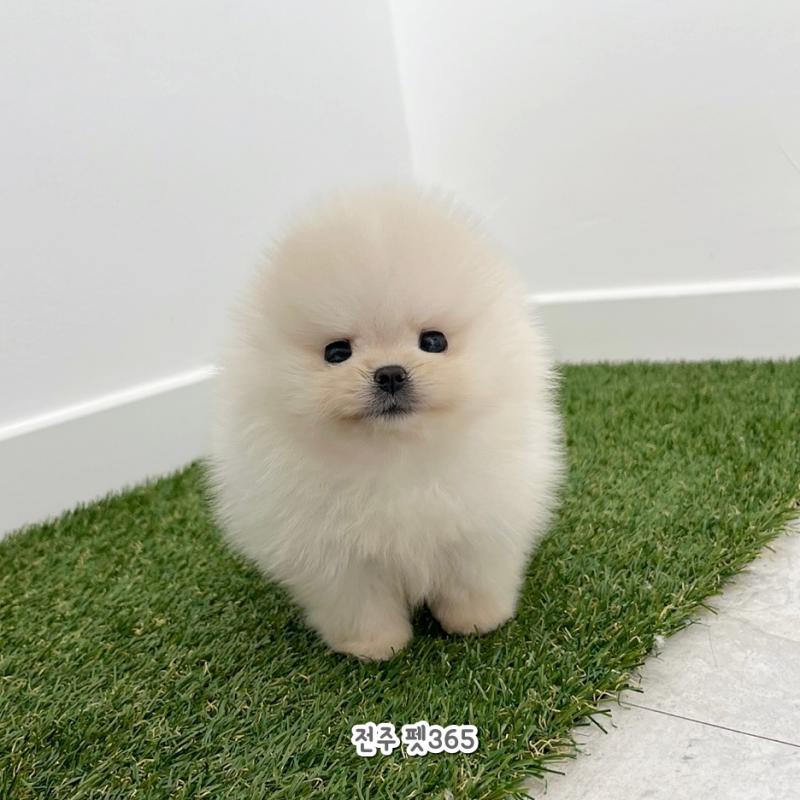 포메라니안 (미소)