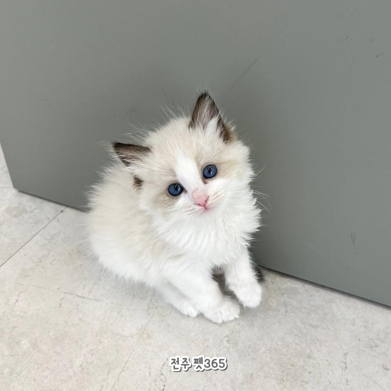 랙돌 (꾸꾸)