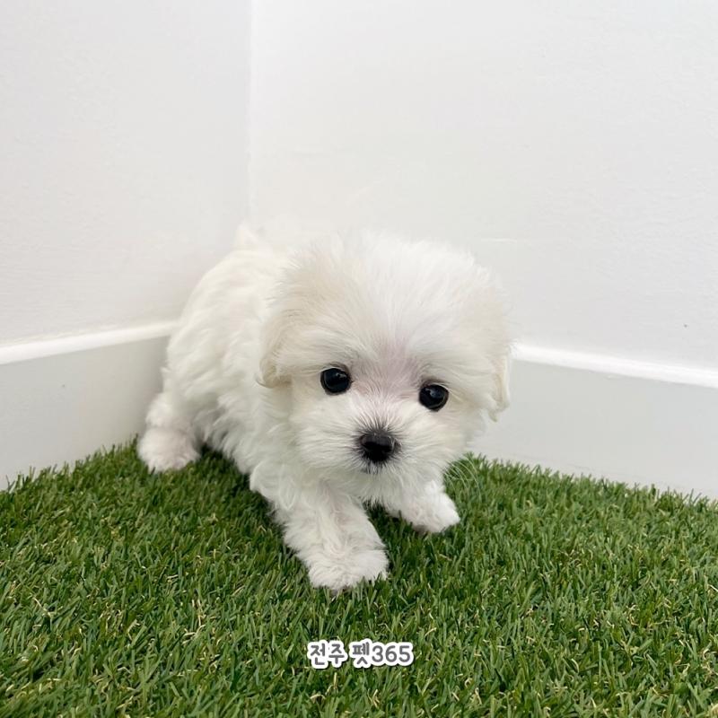 말티즈 (봄이)