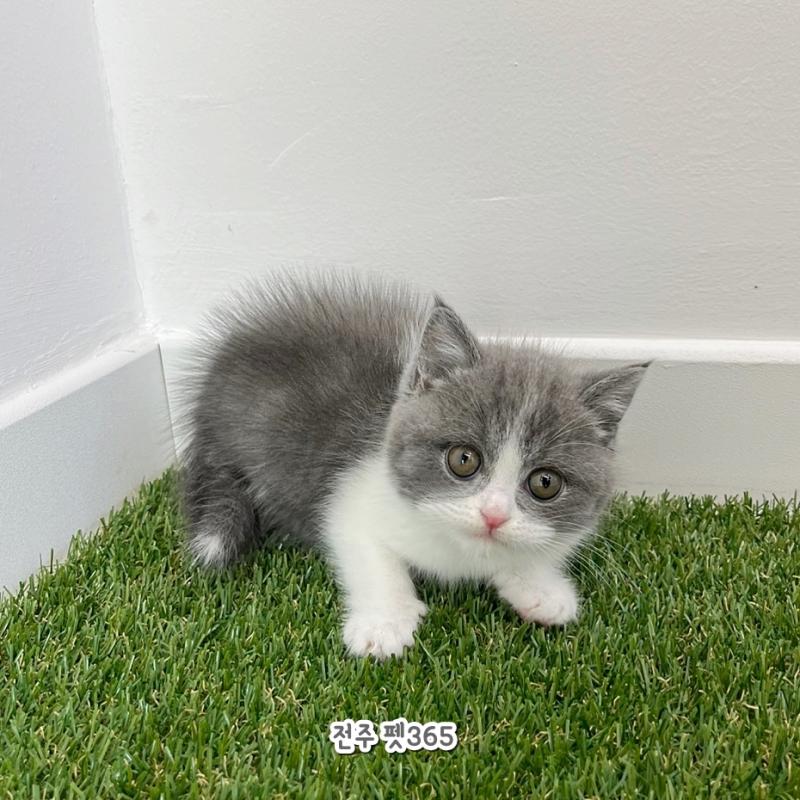 브리티쉬숏헤어 (뽀용이)