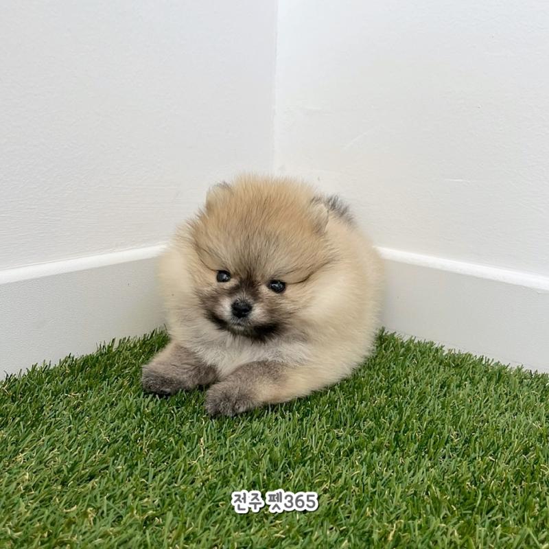 포메라니안 (바니)