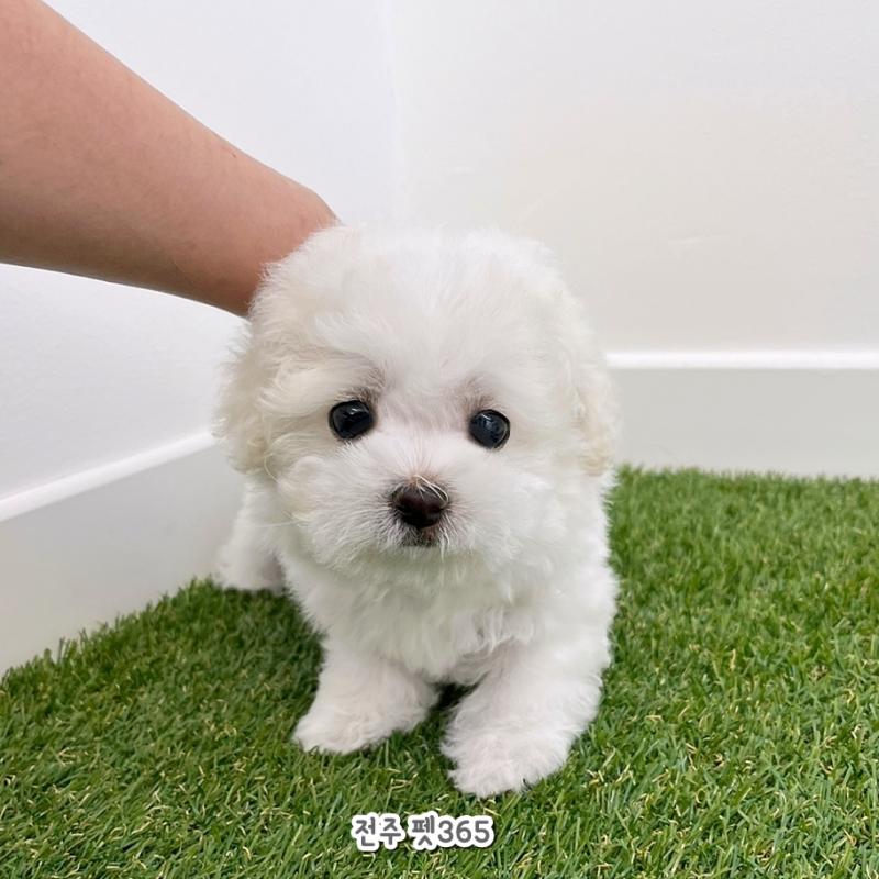 미니비숑프리제 (나나)