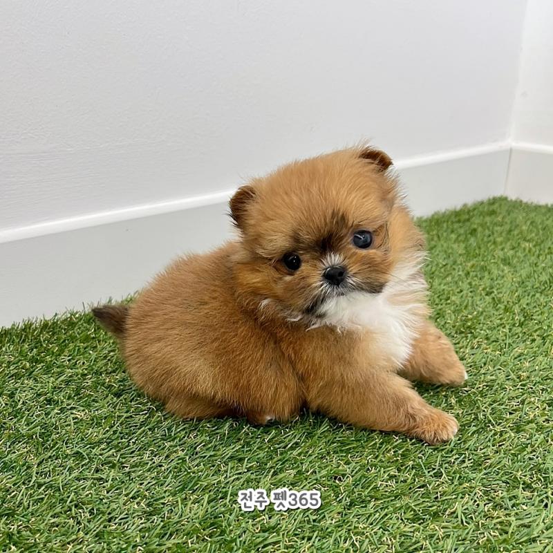 폼시츄 (코코)