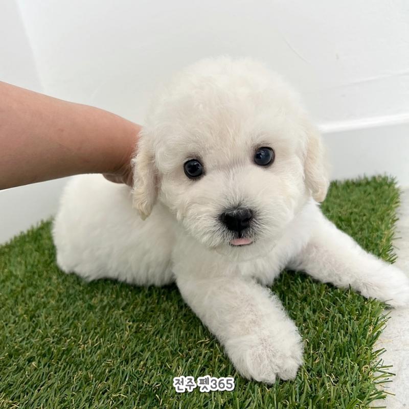 비숑프리제 (뭉뭉이)
