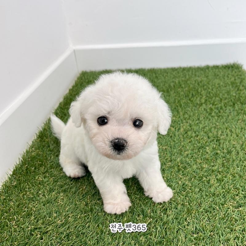 미니비숑프리제 (뽀송이)