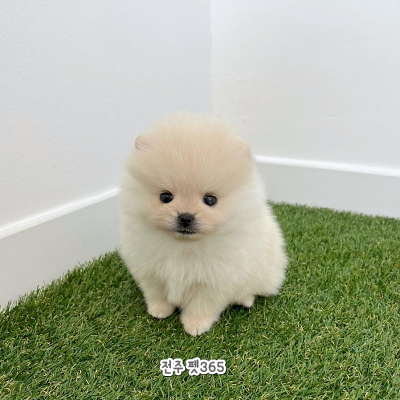 포메라니안 (쪼미)