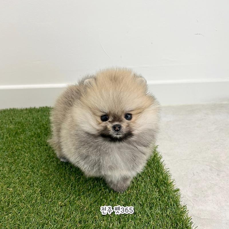 포메라니안 (여름이)