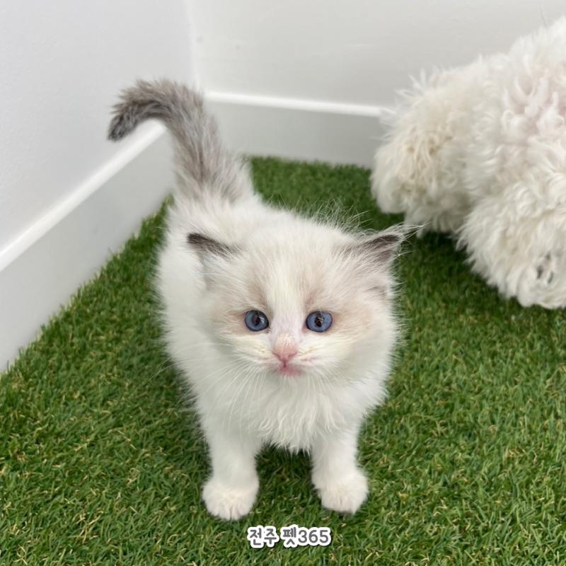 랙돌 (푸른이)