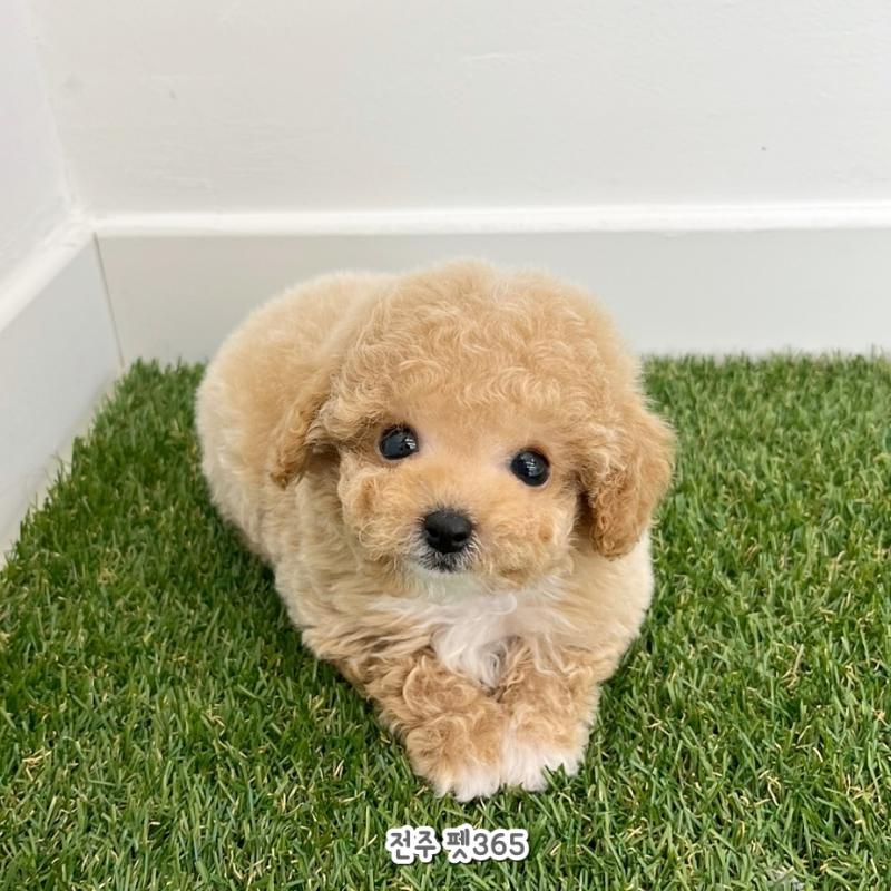 토이크림푸들 (베베)