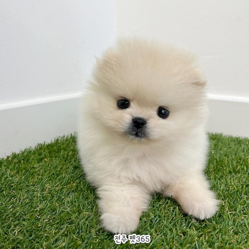 포메라니안 (진주)
