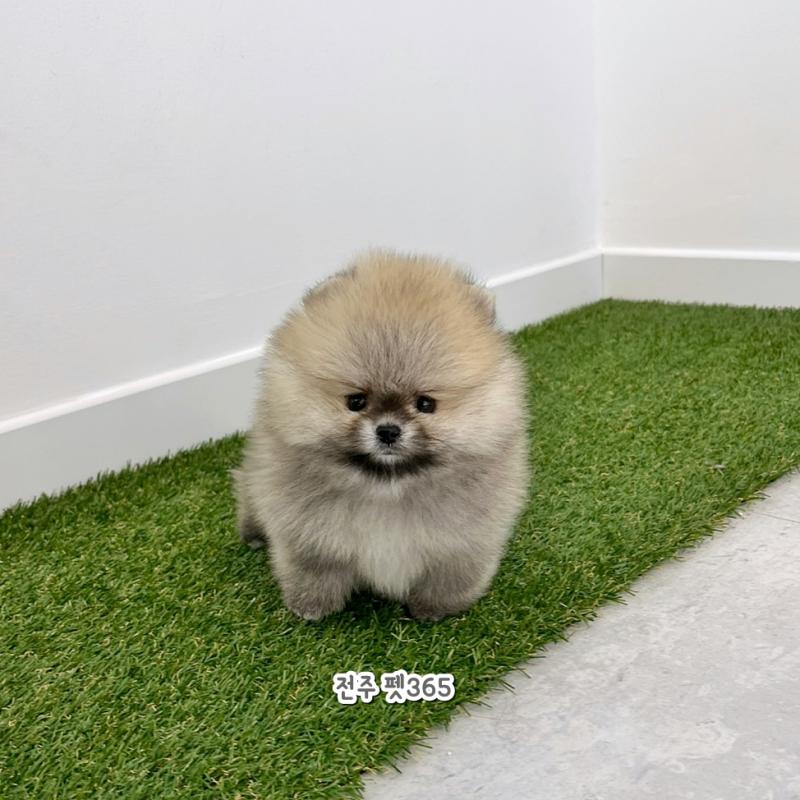 포메라니안 (후추)