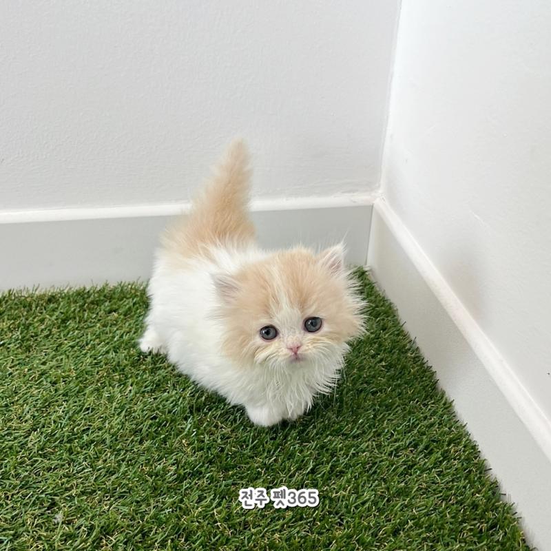 먼치킨 나폴레옹(유자)