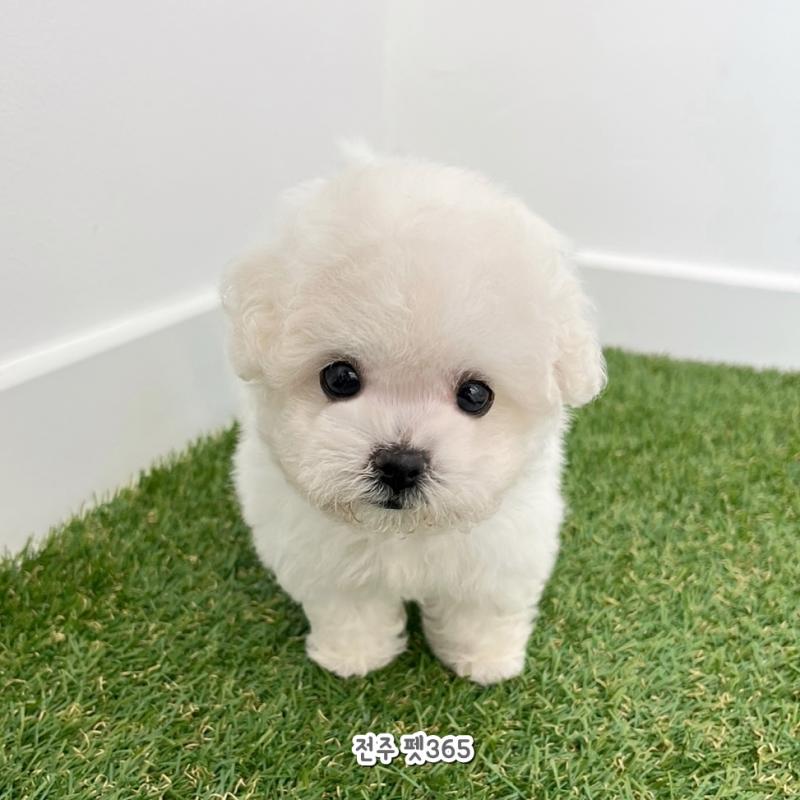 미니비숑프리제 (공주)