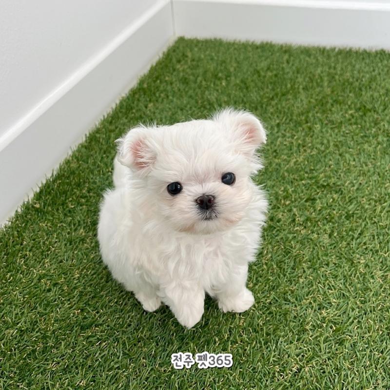 말티즈 (뽀식이)
