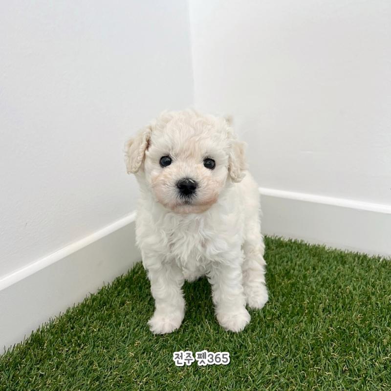 푸숑 (앙금이)