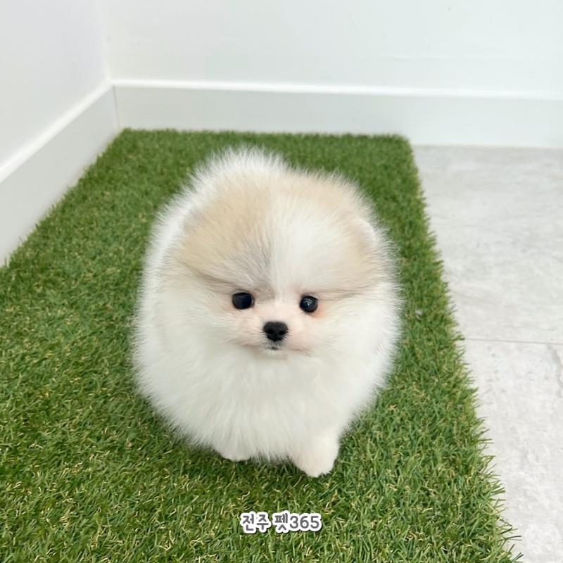포메라니안 (라일락)