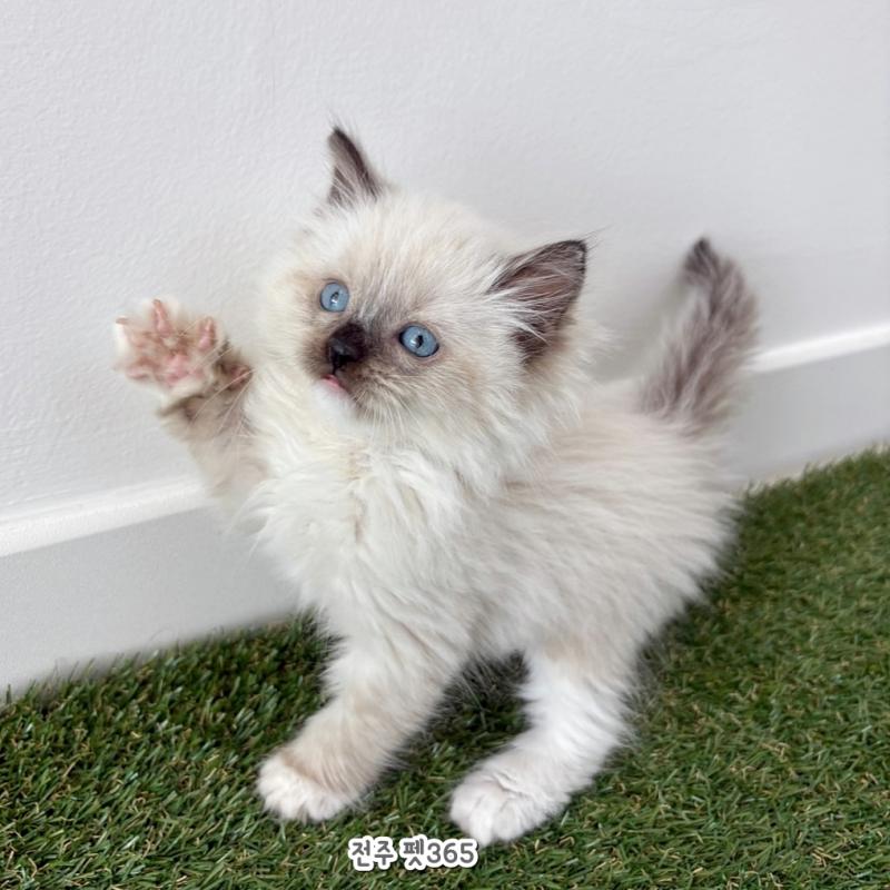 랙돌 (콩떡이)