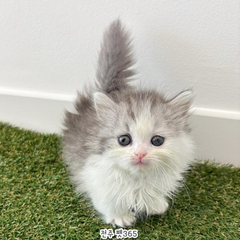 먼치킨 나폴레옹(뽀송이)