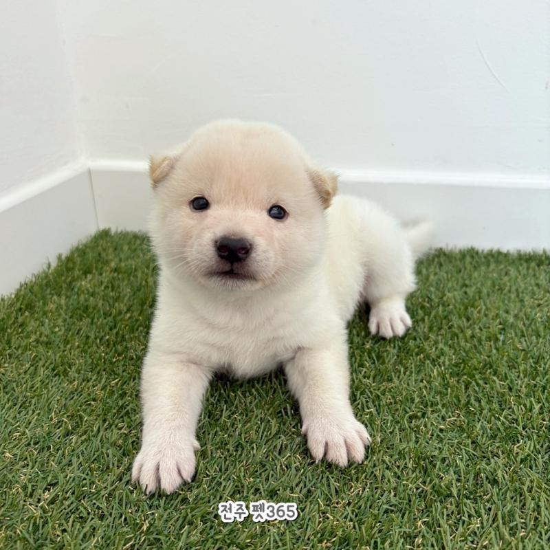 백시바이누 (백곰이)