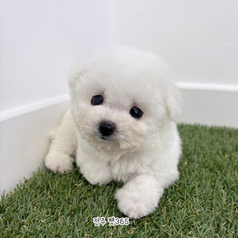미니비숑프리제(아담이)