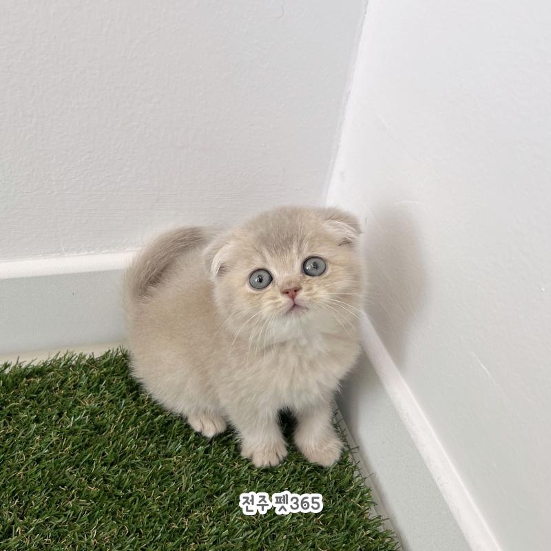 스코티쉬폴드 (식빵이)