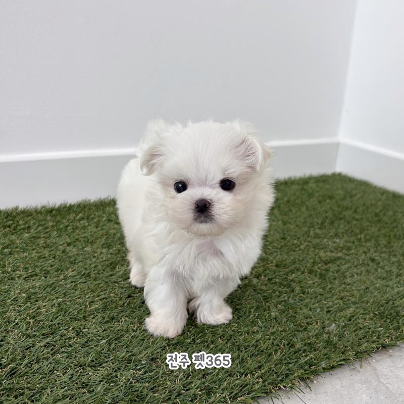 말티즈 (토니)