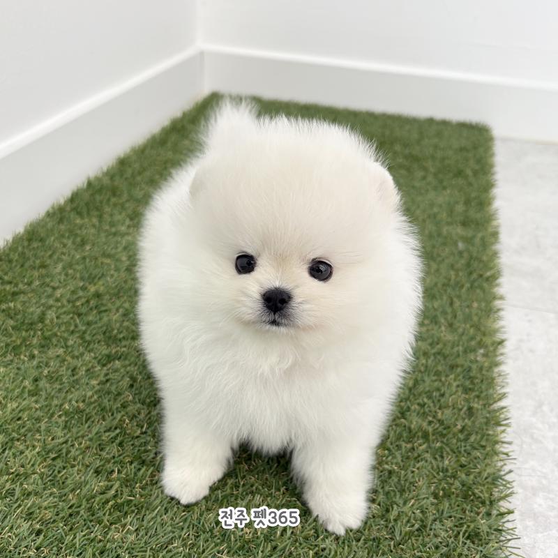 포메라니안 (설기)
