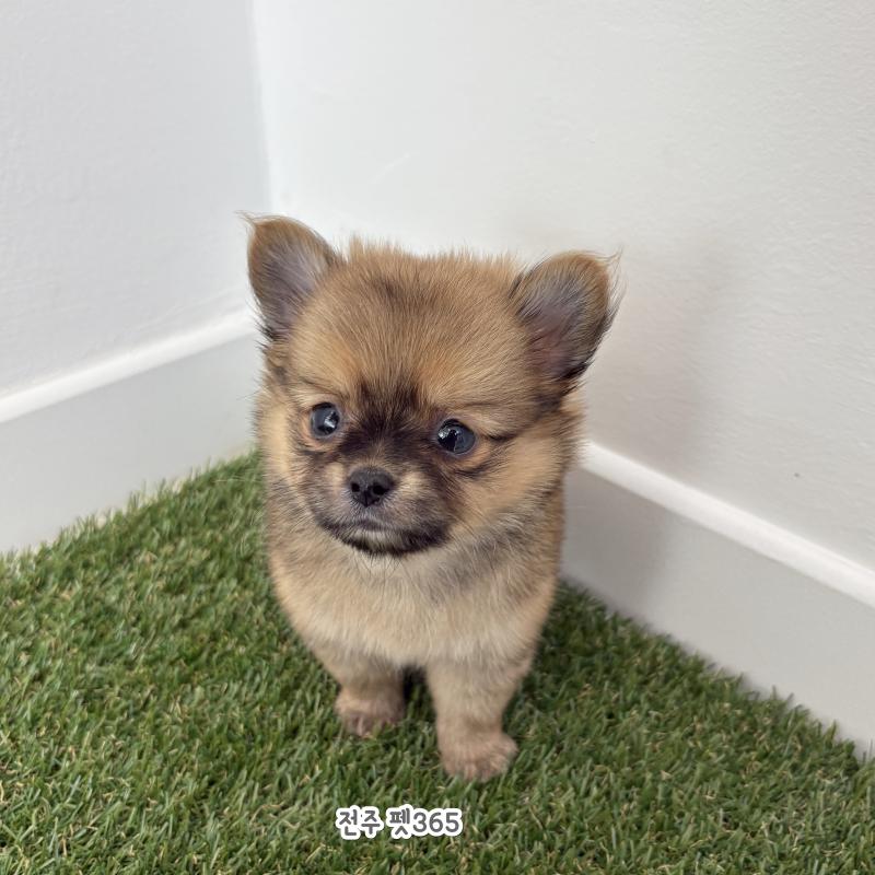 폼치 (군밤이)