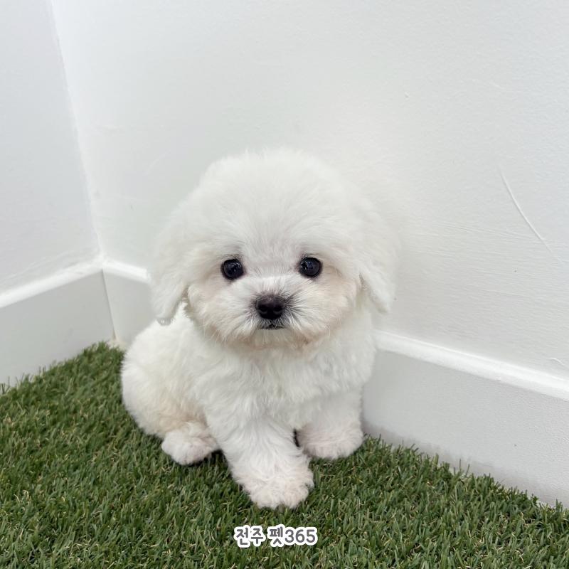 미니비숑프리제 (자두)