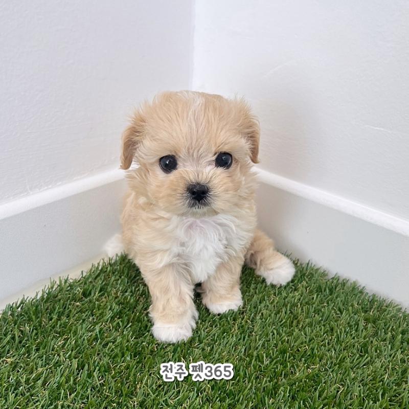 말티푸 (말랑이)
