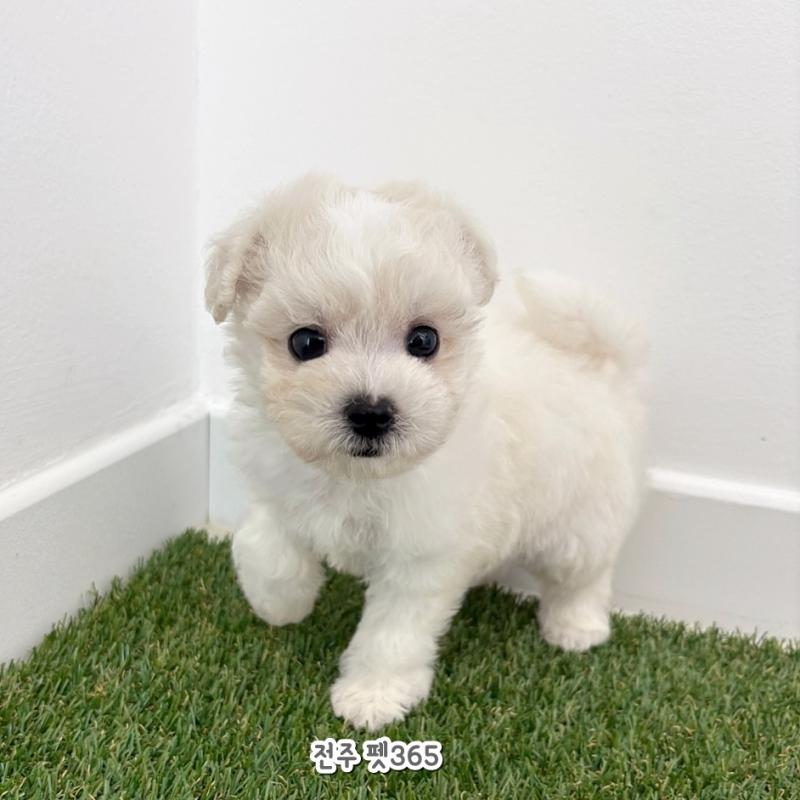 비숑프리제 (뭉실이)