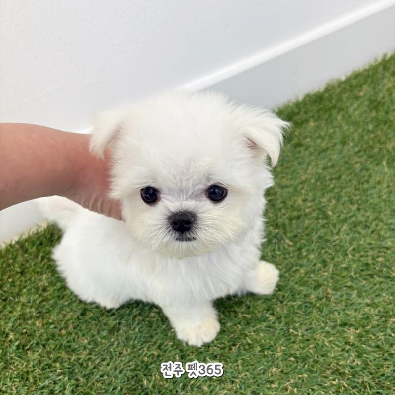 말티즈 (둥이)