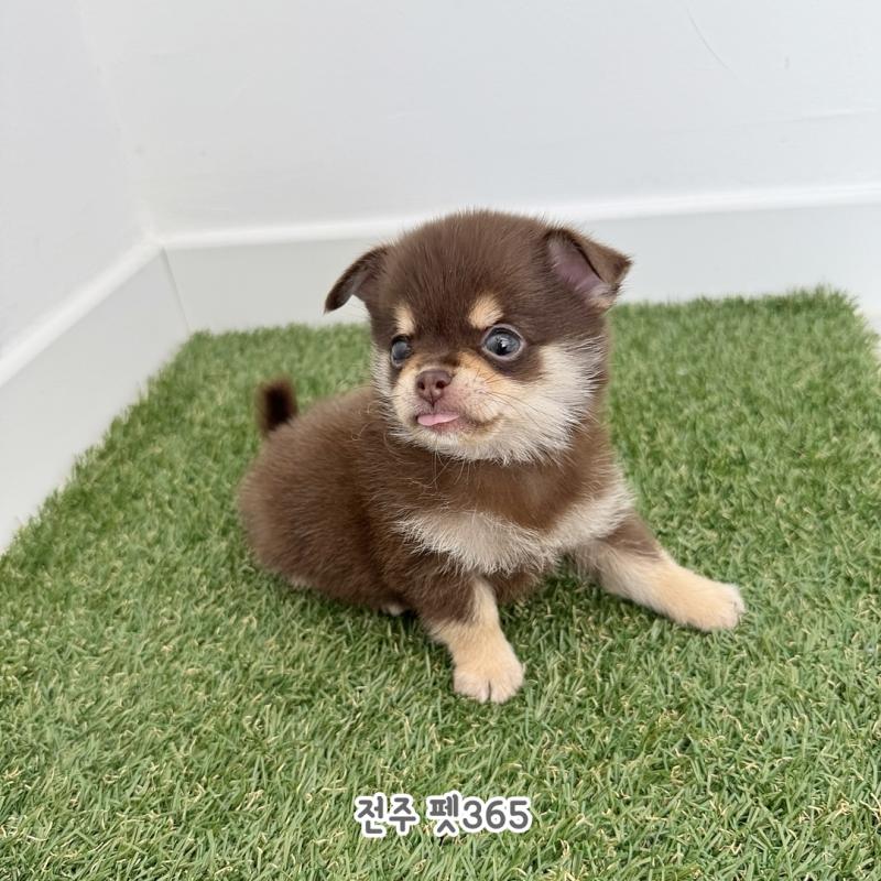 폼치 (땡글이)