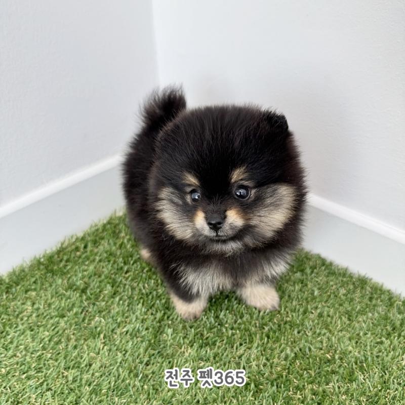 포메라니안 (후추)